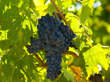 Tuscany-walking-4
