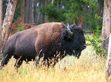 Yellowstone-multi-4