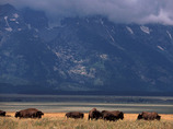 Yellowstone-walking-4