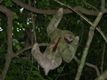 29523-night-canopy-tour-sloth