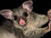 Possum_large