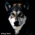 Lycanthrope