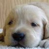 Doggie5_large