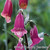 foxglove16