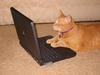 Cat-on-laptop_large