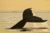 whaletail
