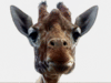 Th_giraffe_large