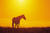 Wildmustang1262
