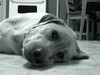 Rocky_bw_2_090507_large