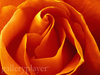Flower_-_galleryplayer_large