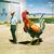 Izard
