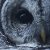 Owl_large