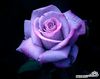Purple_rose_large