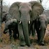 Elephants_large