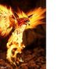 Pheonix_large