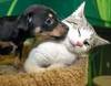 Animal_lover_donater_large