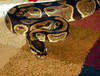 Ca__24_small_large