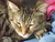KittyMom755