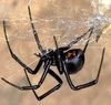050802_spidersilk_large