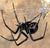 LittleBlackWidow