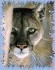 Cougar_large