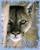 shadowcougar8