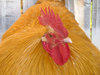 Roosternov07dont-you-owe-me_large