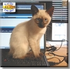 Ccatoftheday_large