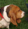 Hound_large