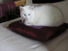 Tippy_008_large