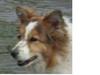 Missey_close_up_0001_large