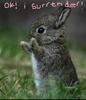 Bun_large