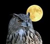 Owl_big_large
