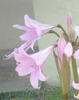 Jazzlily_large