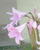 Jazzlily