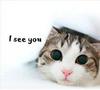 Crazycat_large