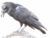 Raven1971