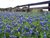 Lampasas