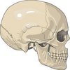 Skull_large