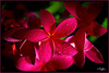 Red_plumeria_large