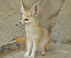 Fennec_fox_large