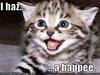 Kitten-has-a-happy_large