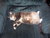 fatcat65