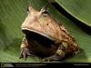 Amazon-horned-frog__medium__large