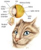 Cateye2_large