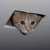 Ceiling_cat-sq_large