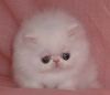 White_persian_kitten_large