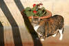 Fat_cat_large