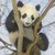 lesann_panda