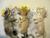 kittylover2